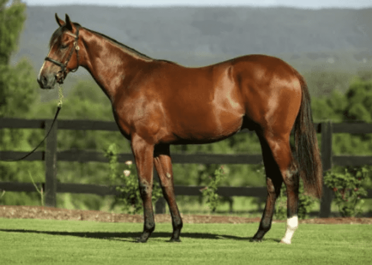 Progeny of the Sires that have runners in the Everest!